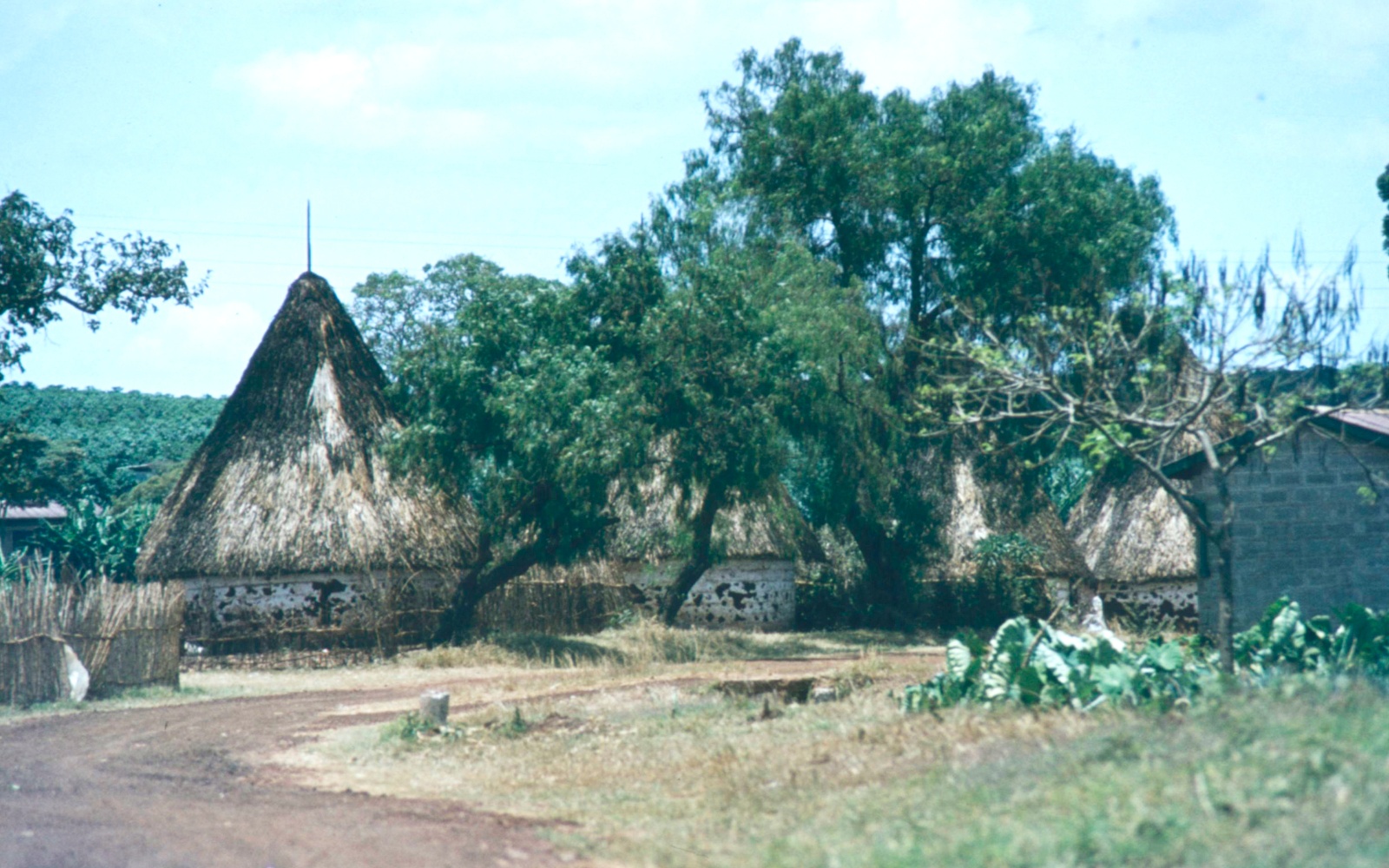 Højland kaffeplantage